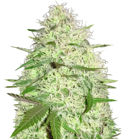Семена сорта Silver Buddha Haze fem (Sumo Seeds)