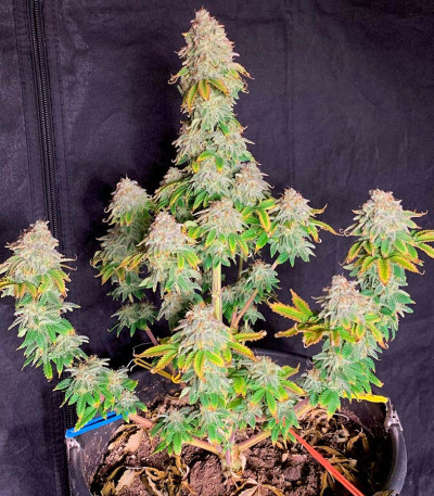 Семена сорта Frosted Guava fem (Original Sensible Seeds)