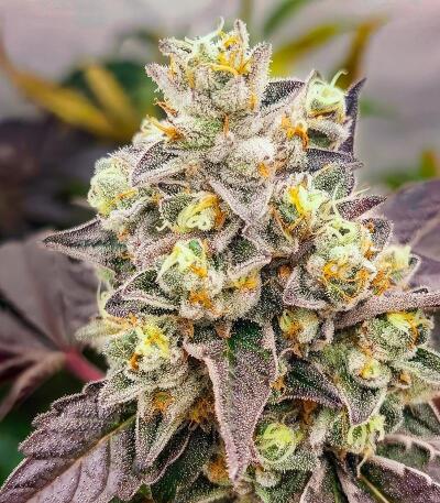 Семена сорта High Society fem (Compound Genetics)