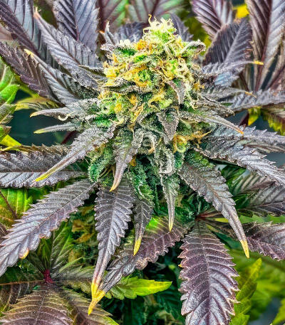 Семена сорта Jack Herer fem (Seedkeepers)