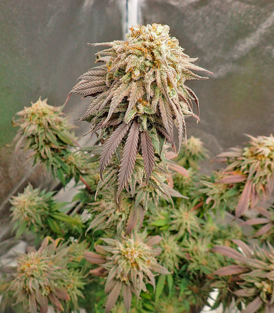 Семена сорта Miracle Alien Cookies fem (7CH American)