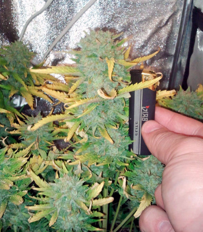 Семена сорта Big Devil Auto fem (Sweet Seeds)
