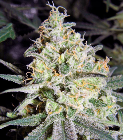 Семена сорта Wappa fem (Paradise Seeds)