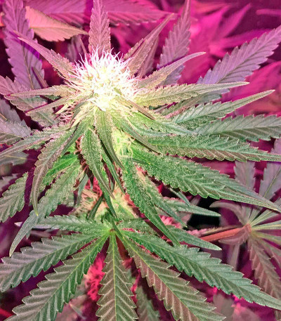 Семена каннабиса Cheese