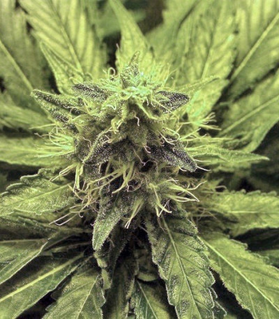 Семена сорта Honey Cream fem (Fast Flowering)