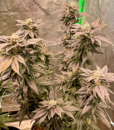 Семена сорта Gusher fem (7CH American)