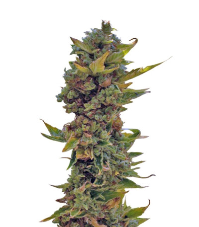 Семена сорта Auto Northern Delights fem (VIP seeds)