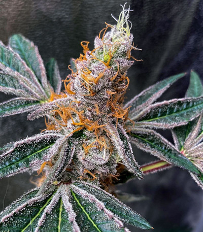 Семена сорта Animorph Mints fem (Compound Genetics)