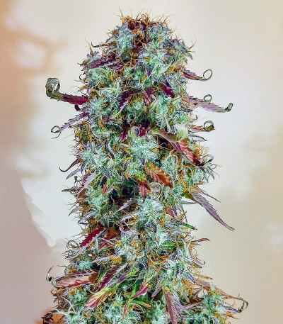 Семена сорта Blue Auto Mazar fem (Dutch Passion)