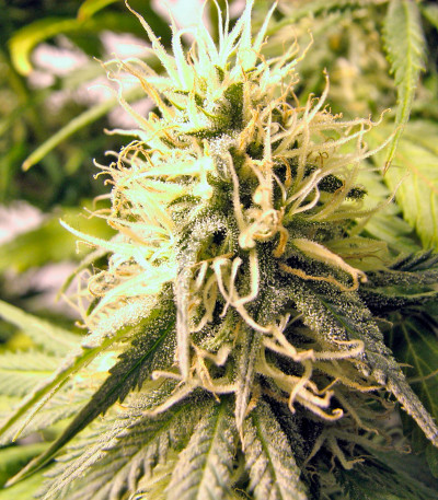 Семена сорта Original Berry fem (Kannabia Seed Company)