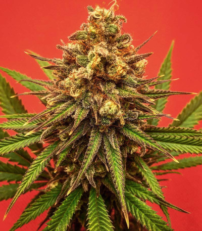 Семена сорта Sith OG fem (AlphaFem Seeds)