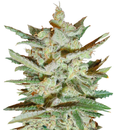 Семена сорта Supersonic Cristal Storm Auto fem (Samsara Seeds)