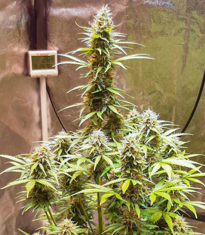 Семена сорта Tashkenti Auto fem (Семяныч)