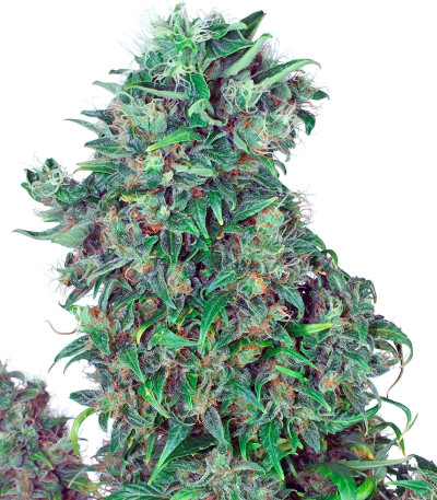 Семена сорта Think Different Auto fem (Dutch Passion)