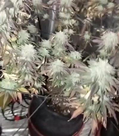 Семена сорта Eleven Roses Early Version fem (Delicious Seeds)