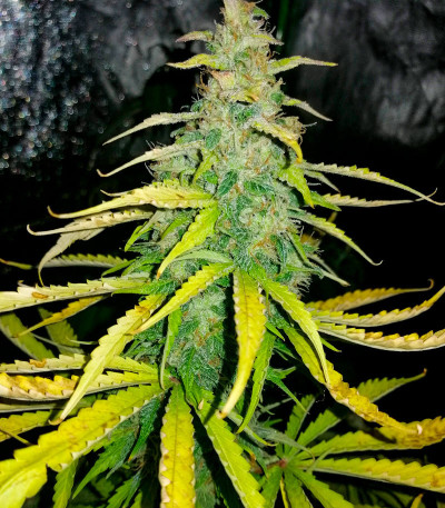 Семена конопли сорта AK-47