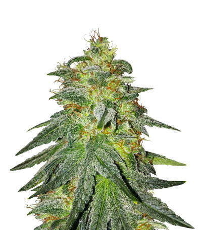Семена сорта Bruce Banner #3 fem (Original Sensible Seeds)
