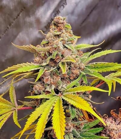 Семена сорта Insane OG