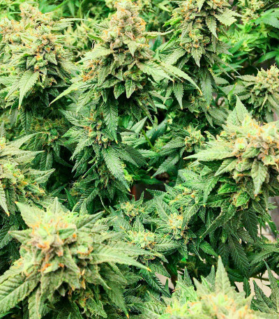 Семена сорта Wedding Cake fem (Barney's Farm)