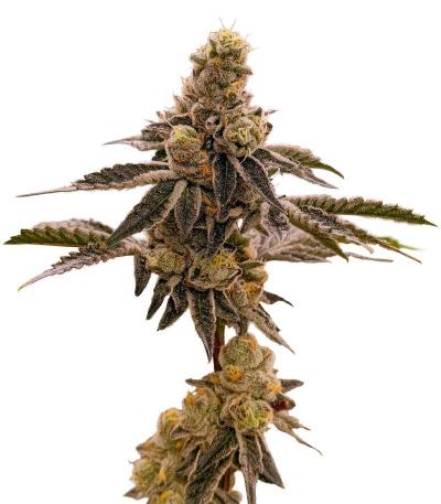 Семена сорта Scout Cookies Fast Version fem (Семяныч)