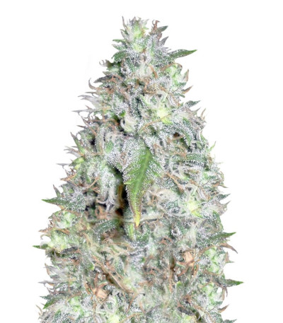 Семена сорта Kali´s White Shadow fem (KFC Seeds)