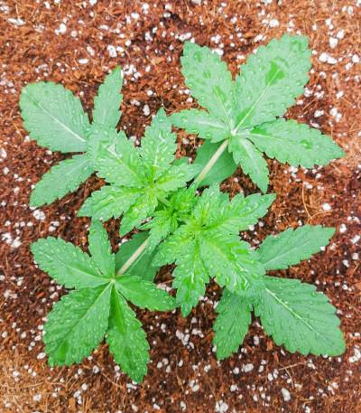 Семена сорта Auto Heaven fem (Victory Seeds)