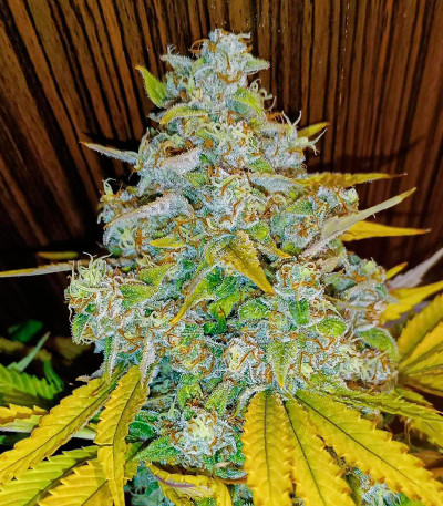 Семена сорта Black Muffin F1 Fast Version fem (Sweet Seeds)