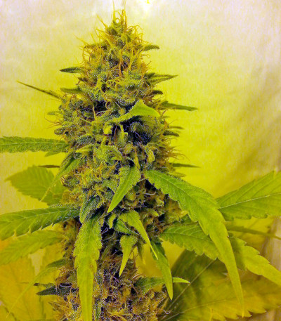 Семена сорта Diesel fem (Dinafem Seeds)