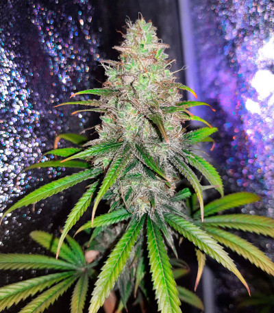 Семена сорта Gelato 242 fem