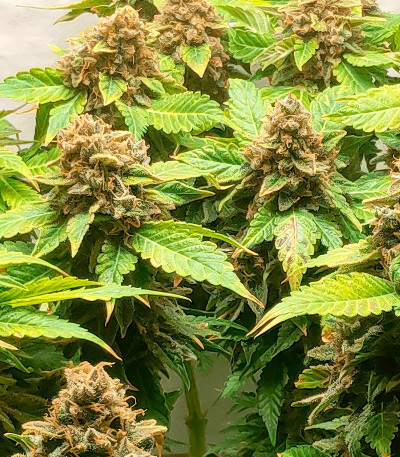 Семена сорта Glue Sherbert fem (AlphaFem Seeds)