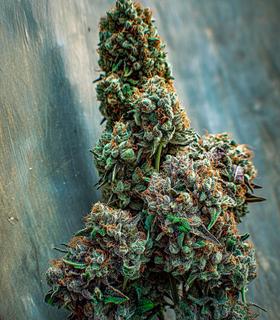 Семена сорта Gorilla Berry Auto fem