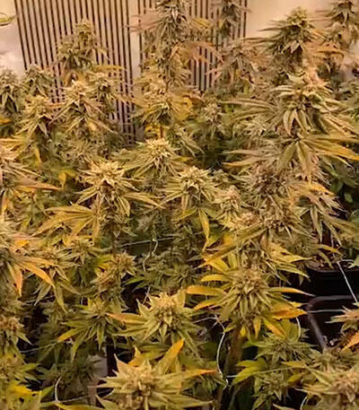 Семена сорта Gelato #45 fem (Barney's Farm)