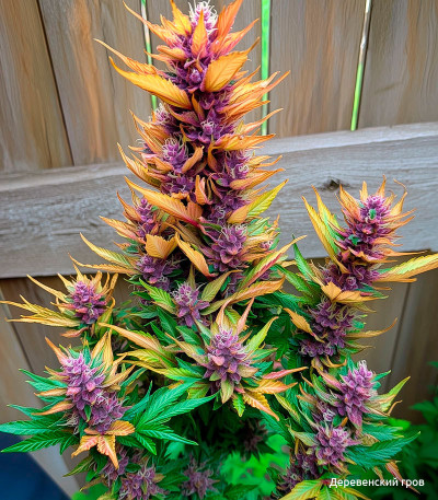 Семена сорта Blackberry auto fem (FastBuds)