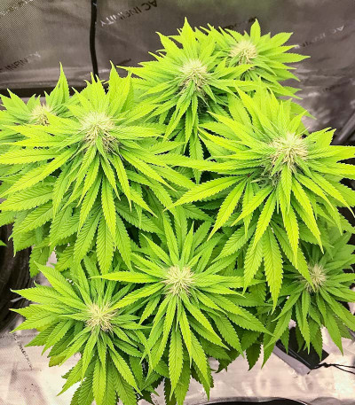 Семена конопли сорта Permanent Marker fem (7CH American)