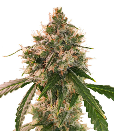 Семена сорта Wedding Cake Autoflower fem (Easy Grow Seeds)