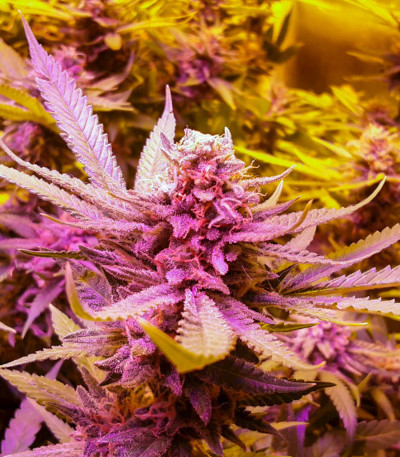 Семена сорта Sugar Black Rose fem (Delicious Seeds)