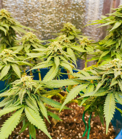 Семена сорта Super Lemon Haze fem (Семяныч)