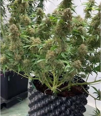 Семена сорта Mint Jelly Auto fem от Humboldt Seed Company