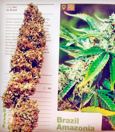 Семена сорта Brazil Amazonia fem (World of Seeds)