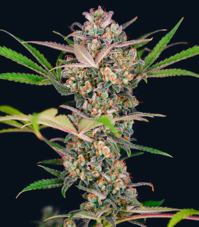 Семена сорта Bruce Banner Auto (Sweet Seeds)