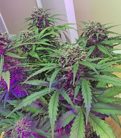 Семена сорта Chocolate Orange Auto fem (Dr. Krippling Seeds)