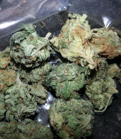 Семена сорта Grand Master Kush reg (Sumo Seeds)