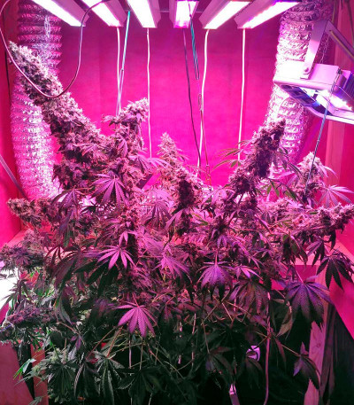 Семена сорта Serious Happiness reg (Serious Seeds)