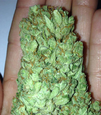 Семена сорта Sweet Harlem Diesel fem (Sumo Seeds)