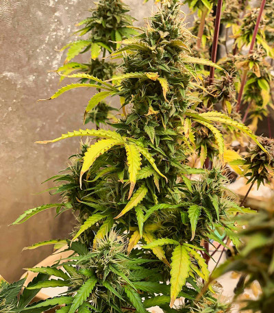 Семена сорта Gelato Glue Autoflower fem (Easy Grow Seeds)