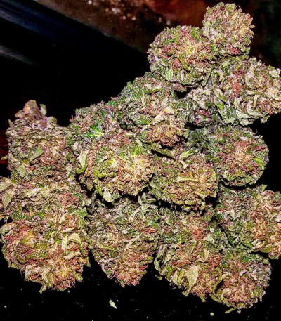 Семена конопли Cheese