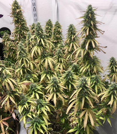 Семена сорта Original Glue Auto fem (Nirvana Seeds)