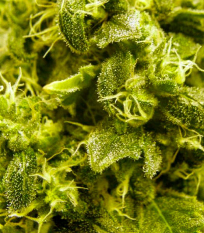 Семена сорта Jack Hammer fem (Victory Seeds)