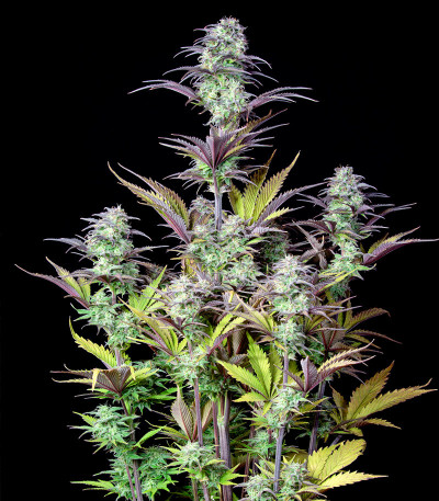 Семена сорта Original Blackberry auto fem (FastBuds)