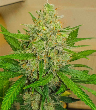 Семена сорта Runtz XL Auto (Sweet Seeds)